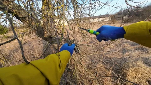 Pruning tree with clippers on village backyard. Cut branch use branch cutter. Stock Footage 269066386