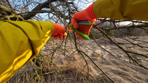 Pruning tree with clippers on village backyard. Video stock 269067446