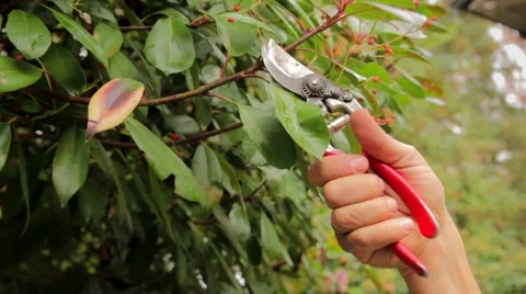 Pruning A Tree Stock-Footage 58952906