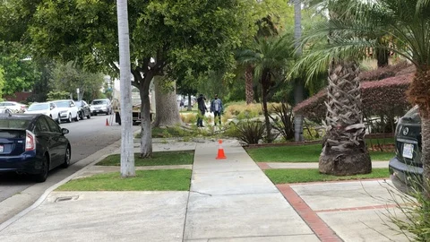 Pruning a  tree Video stock 129465951