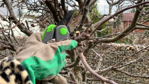 Pruning the Tree Video stock 150384675