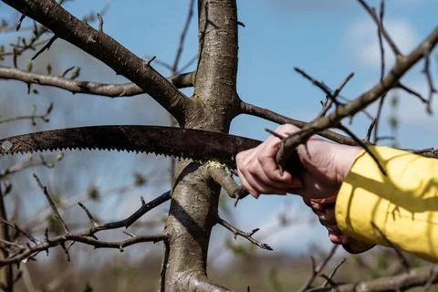 Pruning a tree with a hand saw in the spring Stock Photos