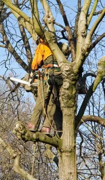 Pruning of a tree, a lumberjack in action Stock Photos
