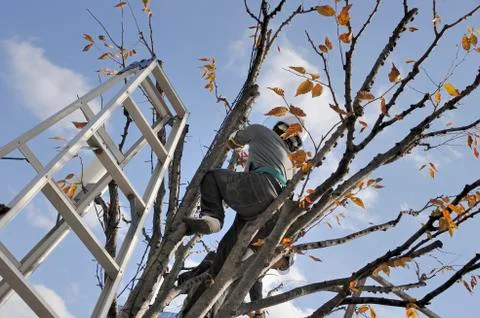Pruning a tree Stock Photos