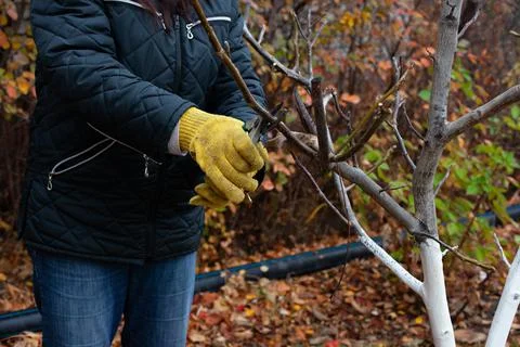 Pruning tree on seasonal background. Close-up of gardener in gloves and with  Stock Photos