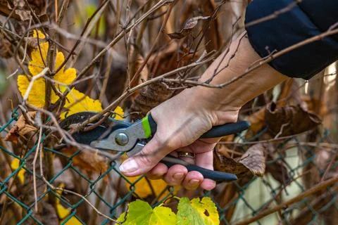 Pruning trees and shrubs in autumn Stock Photos