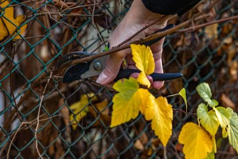 Pruning trees and shrubs in autumn Stock Photos