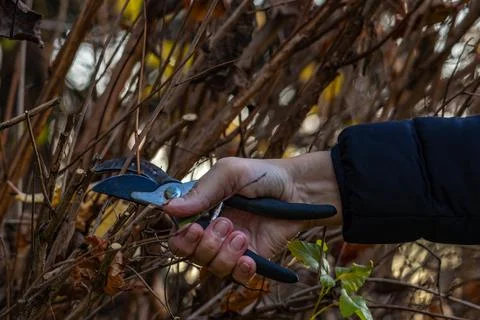 Pruning trees and shrubs in autumn Stock Photos