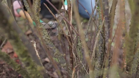 Pruning Trees and shrubs Stock Footage 75175692