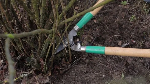 Pruning Trees and shrubs 動画素材 75176526