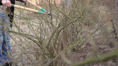 Pruning Trees and shrubs | Stock Video | Pond5