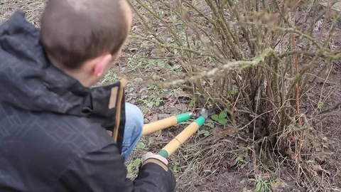 Pruning Trees and shrubs Stock Footage 75178376
