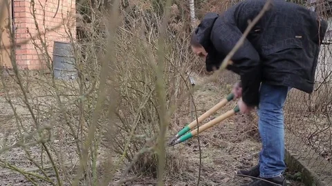 Pruning Trees and shrubs Видео 75182025