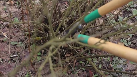 Pruning Trees and shrubs 動画素材 75303136