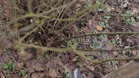 Pruning Trees and shrubs Stock Footage 75303506