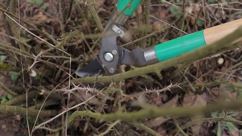 Pruning Trees and shrubs Видео 75303868