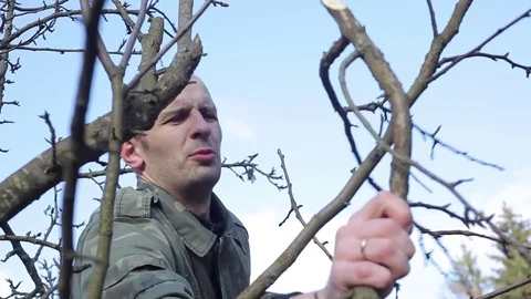 Pruning Trees and shrubs Vídeo Stock 75312322