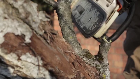 Pruning Trees and shrubs Stock Footage 75314243