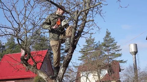 Pruning Trees and shrubs Vídeos de archivo 75446104