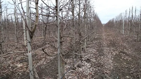 Pruning trees in the apple orchard - annual work after harvest Stockbeeldmateriaal 125671963