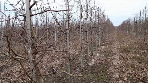 Pruning trees in the apple orchard - annual work after harvest 스톡 동영상 125672215