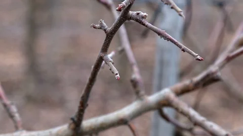 Pruning trees in the apple orchard - annual work after harvest Stockbeeldmateriaal 125672379