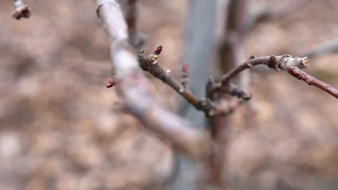 Pruning trees in the apple orchard - annual work after harvest Stockbeeldmateriaal 125672487