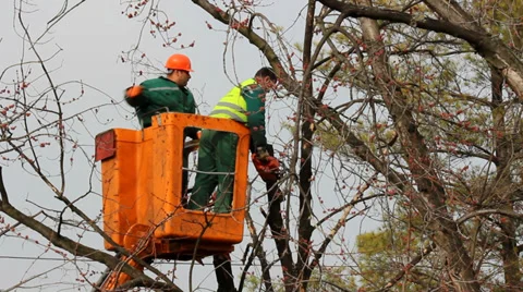 Pruning trees from a cherry picker Stock Footage 35401332