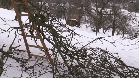 Pruning Trees During the Quiet Winter Stock Footage 316298792
