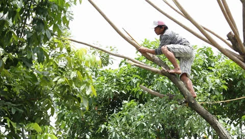 Pruning trees Video stock 25911188