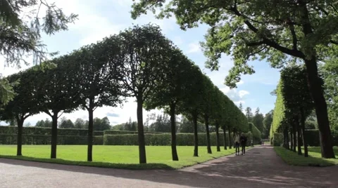 Pruning of trees Vídeo Stock 54111171