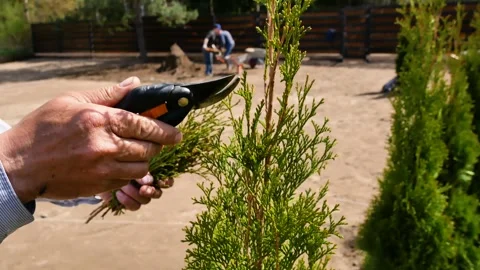 Pruning trees Stock Footage 240919800