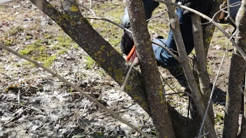 Pruning trees with a hand saw in the spring.Pruning branches of trees Video stock 307292659
