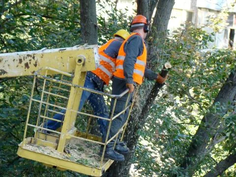 Pruning-trees 스톡 사진