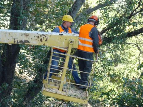 Pruning-trees Stock Photos