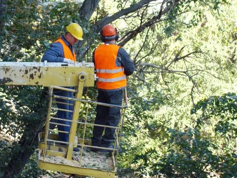 Pruning-trees Stock-Fotos