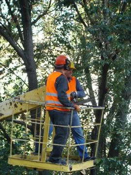 Pruning-trees Stock Photos