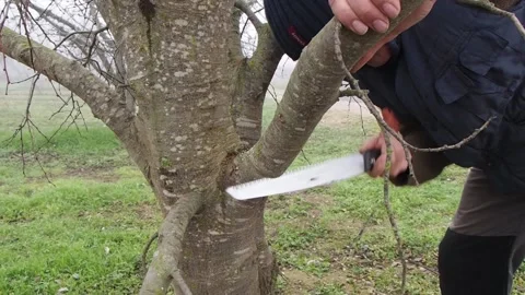 Pruning trees with a pruning saw Stock Footage 144163612