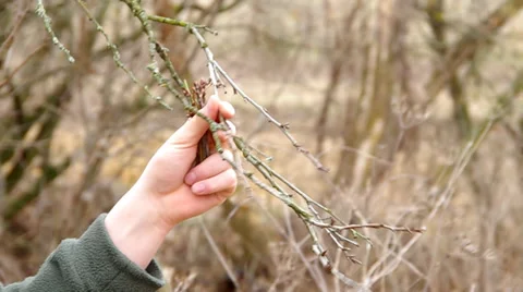 Pruning of trees with secateurs Stock Footage 35508735