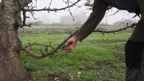 Pruning of trees with secateurs Stock Footage 144163620