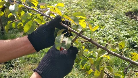 Pruning of trees with secateurs in the garden Stock Footage 140872390