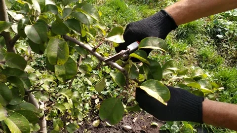 Pruning of trees with secateurs in the garden Stock Footage 140872391