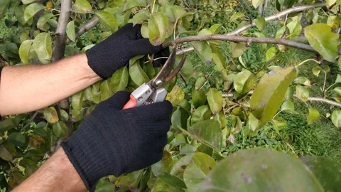 Pruning of trees with secateurs in the garden Stock Footage 140872397