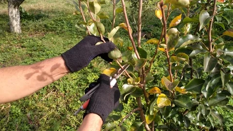 Pruning of trees with secateurs in the garden Stock Footage 140872401