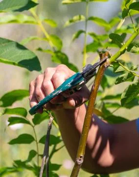 Pruning of trees with secateurs in the garden Stock Photos