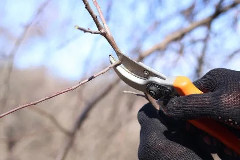 Pruning trees in spring with garden pruners Stock Photos
