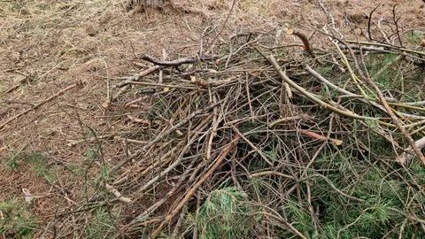 Pruning trees in spring. A pile of dry branches Stock Photos