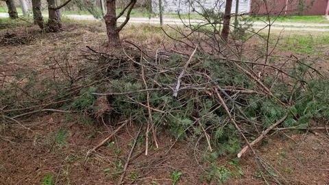 Pruning trees in spring. A pile of dry branches Stock Photos