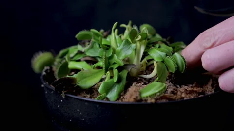Pruning Venus fly trap after dormancy, Cutting off dead leaves from plant after  库存影片 237545600