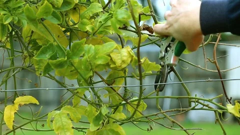 Pruning the vine 스톡 동영상 93538372